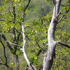 Lakeview Trail